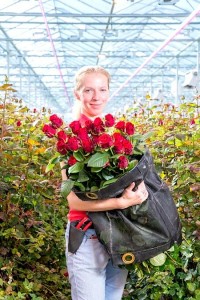 Dutch and Belgian rose growers have improved their flower yields, bettered the plant quality and reduced energy usage – all with more and better light! LED toplighting has been attractive to cut rose producers because they need more light hours/year. - Philips Lighting