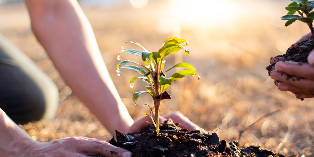 FireAngel invests in a tree-planting initiative