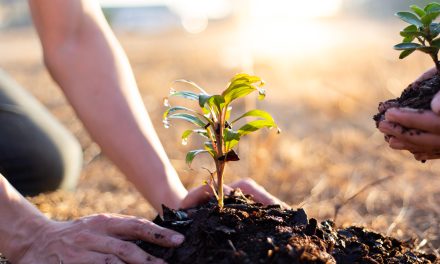 FireAngel invests in a tree-planting initiative