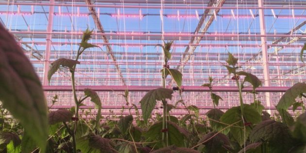 Philips GreenPower LED lighting installations help cucumbers grow year-round