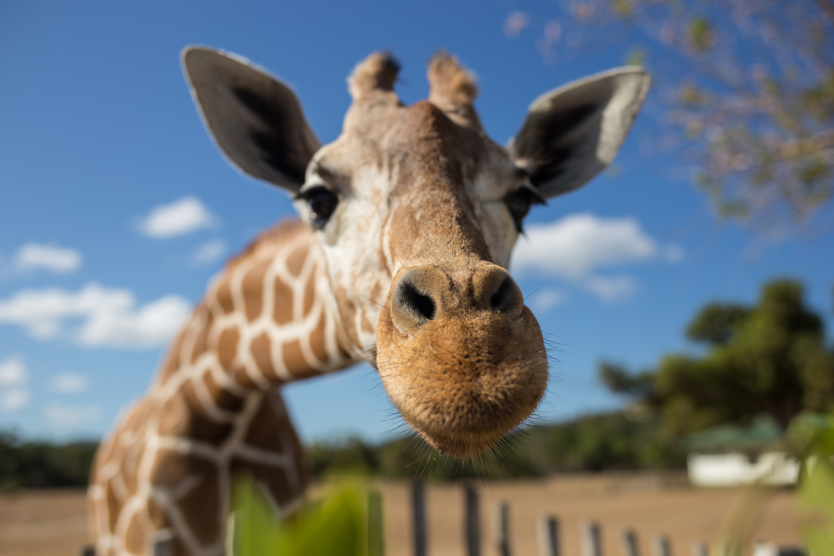 A tall order for Marco at Woburn Safari Park!